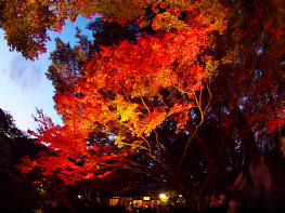 東京都庭園美術館ライトアップ